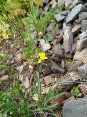 Diplotaxis tenuifolia