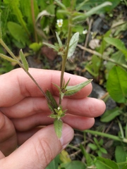 Buglossoides arvensis