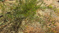 Acacia estrophiolata