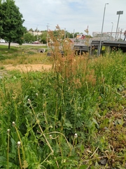 Rumex thyrsiflorus