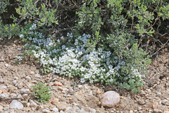 Phlox muscoides