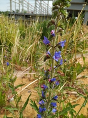 Echium vulgare