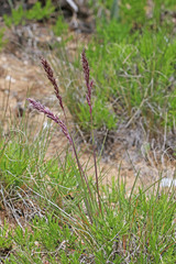 Poa fendleriana fendleriana