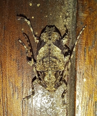 Aegomorphus jaspideus