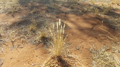 Enneapogon polyphyllus