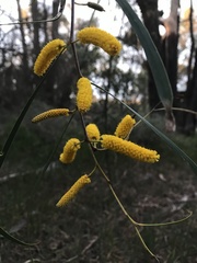 Acacia acuminata