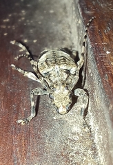 Aegomorphus jaspideus