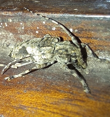 Aegomorphus jaspideus