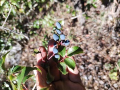 Berberis gracilis