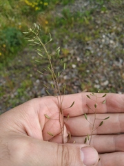 Draba nemorosa
