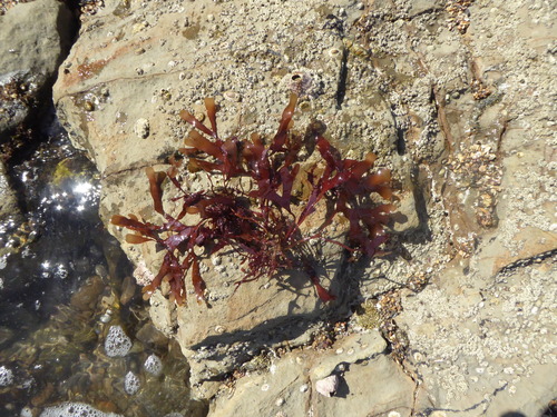 Rhodoglossum