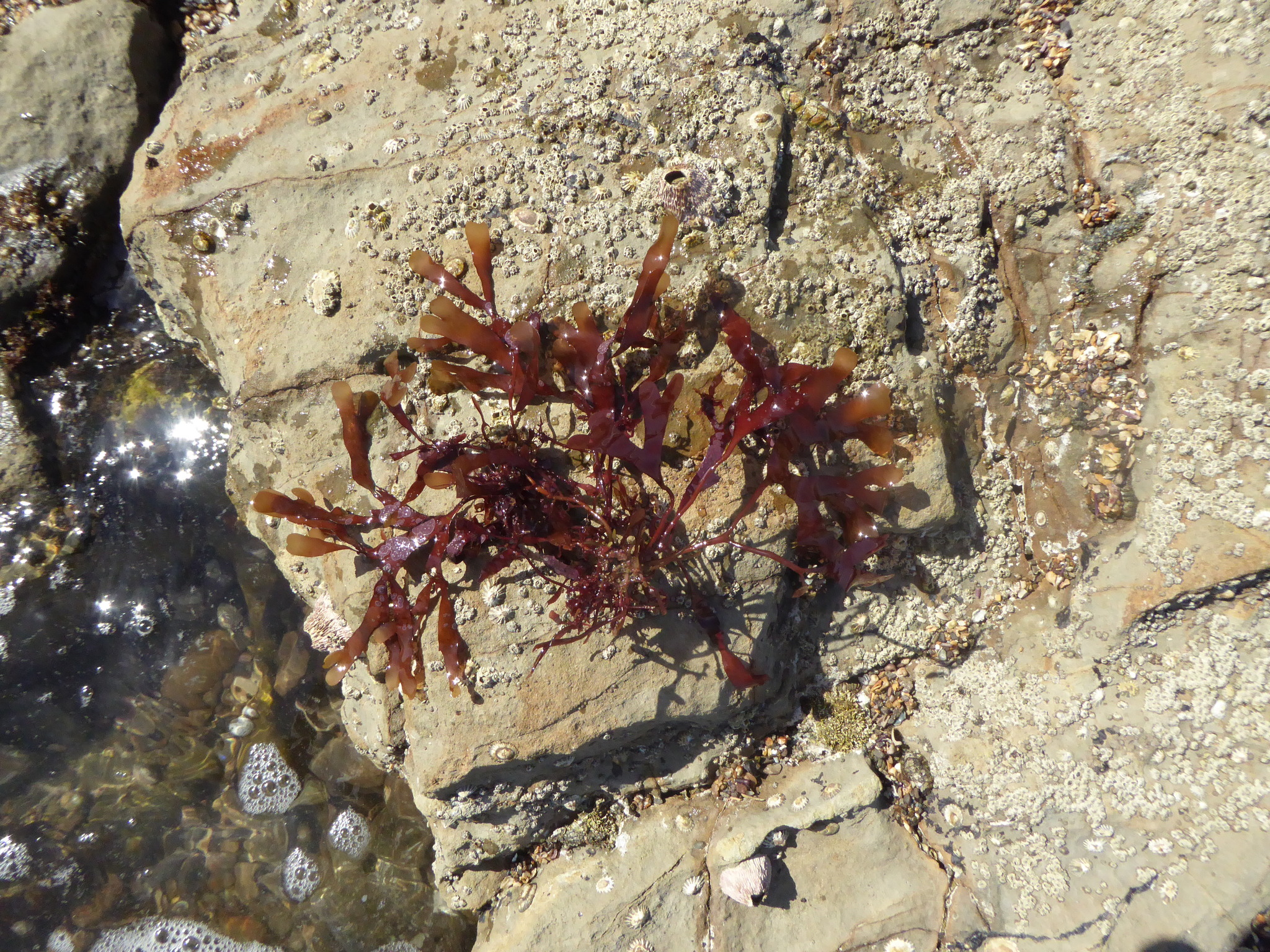 Rhodoglossum