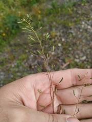 Draba nemorosa