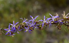 Wahlenbergia subulata