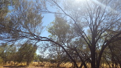 Acacia aneura