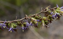 Wahlenbergia subulata