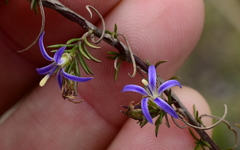 Wahlenbergia subulata