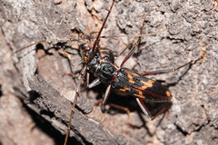 Phoracantha tricuspis