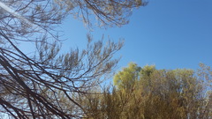 Acacia aneura
