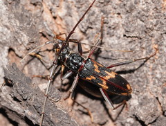 Phoracantha tricuspis