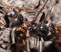 Phoracantha tricuspis