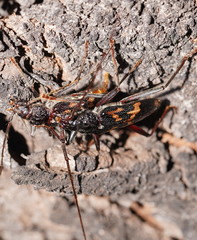 Phoracantha tricuspis