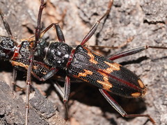 Phoracantha tricuspis