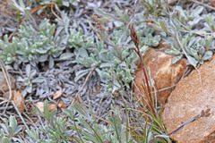 Poa lettermanii