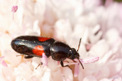 Divales bipustulatus