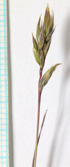 Poa lettermanii