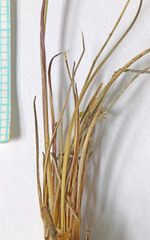 Poa lettermanii