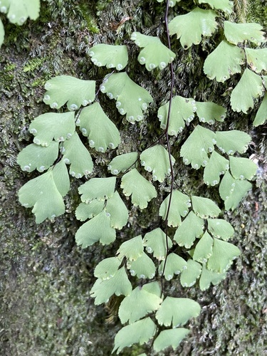Adiantum raddianum