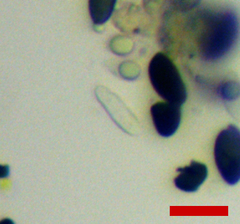 Xylaria longiana