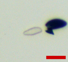 Xylaria longiana