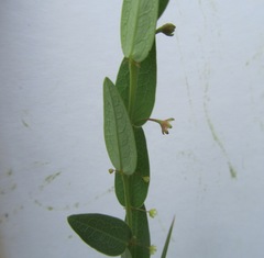 Phyllanthus glaucophyllus
