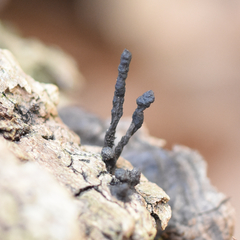 Xylaria longiana