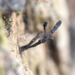 Xylaria longiana