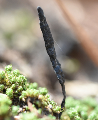 Xylaria longiana