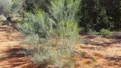 Acacia murrayana