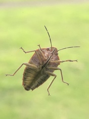 Coleotichus blackburniae