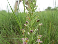 Brachycorythis pubescens