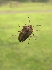 Coleotichus blackburniae