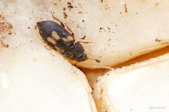 Nitidula flavomaculata