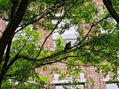 Streptopelia orientalis