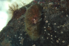 Stomatella impertusa