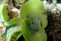 Dictyosphaeria sericea