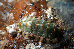 Rhyssoplax calliozona