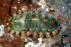 Rhyssoplax calliozona