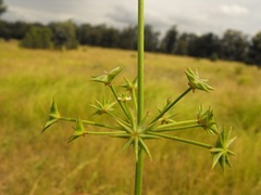 Damasonium minus