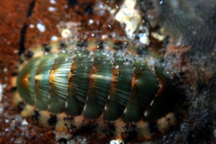 Rhyssoplax calliozona